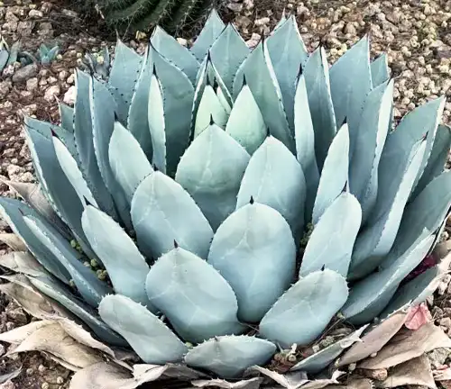 Agave parryi
(Parry's Agave)