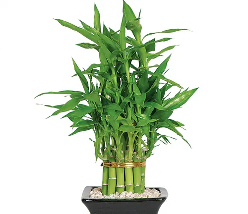 Dracaena sanderiana
(Lucky Bamboo)