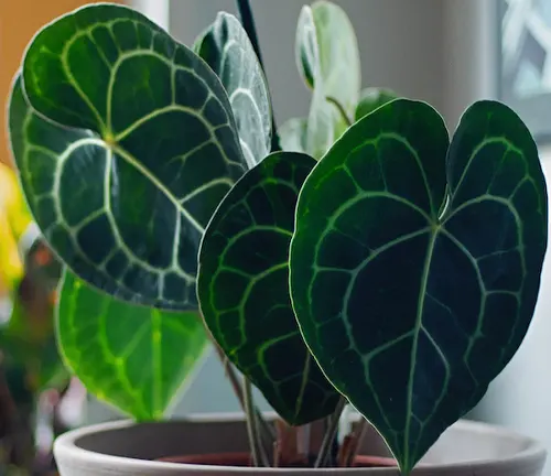The image presents a potted plant with large, heart-shaped leaves that feature bright white veins. The leaves are a dark green color, providing a striking contrast with the white veins. The plant is housed in a terracotta pot with a white rim, adding to its aesthetic appeal. The background is blurred, suggesting a window sill adorned with other plants. This creates a serene and natural atmosphere.