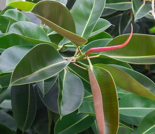 The image features a close-up view of a plant with broad, glossy green leaves and a curved red stem. The vibrant colors of the leaves and stem stand out against the blurred background, which consists of more green leaves. This close-up shot beautifully captures the intricate details of the plant, creating a visually appealing image.
