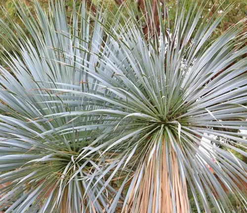Yucca rostrata
(Beaked Yucca)