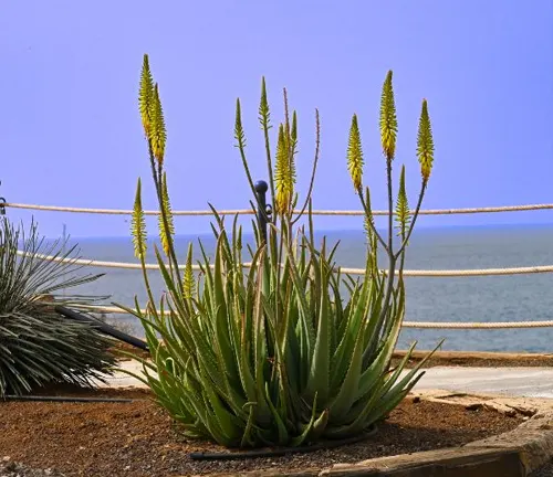 Aloe Vera
(Aloe barbadensis miller)
