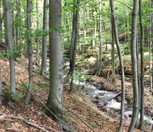 Adaptation and Resilience of Beech Tree