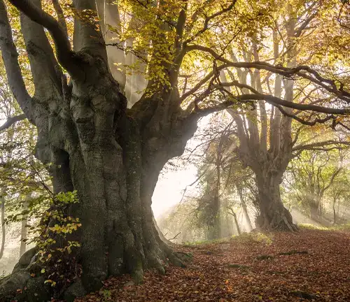 Big Beech Tree