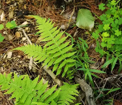 New York fern 
(Thelypteris noveboracensis)