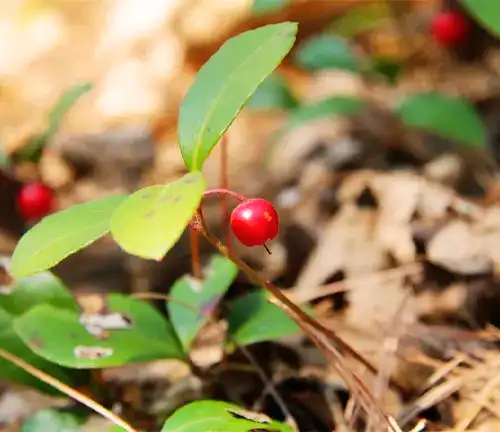 Appalachian Teaberry 
(Gaultheria appalachiana)