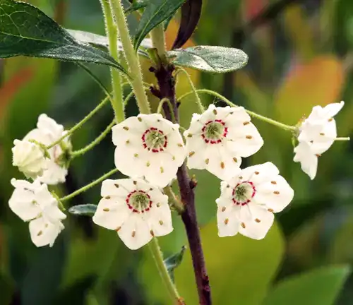 Kalmia cuneata
(White-leaf Mountain Laurel)