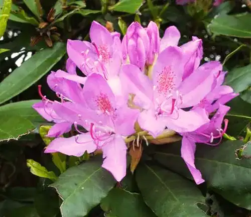 Rhododendron ponticum
(Common Rhododendron)