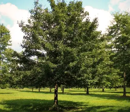 Acer campestre
(Hedge Maple)