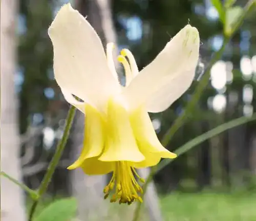 Yellow Columbine
(Aquilegia flavescens)
