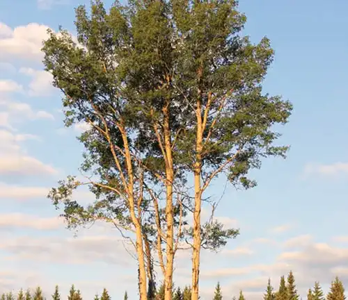 Tall European Aspen Tree