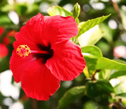 Hibiscus rosa-sinensis
(Chinese Hibiscus or Rose Mallow)
