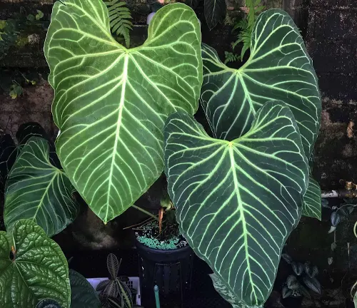 The image features three large, heart-shaped green leaves with distinct white veins, set against a garden backdrop. These leaves, which appear to be from a tropical plant, are the main focus of the image. The background includes other plants and a brick wall, adding depth and context to the scene. The overall tone of the image is dark and moody, creating a captivating and dramatic visual effect.