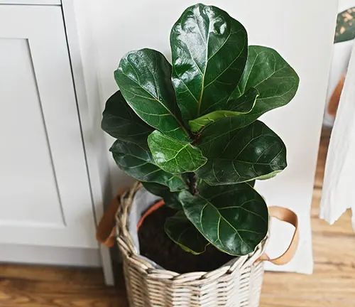 The image showcases a fiddle leaf fig plant housed in a woven basket with handles. The plant features large, glossy, dark green leaves that add a touch of natural beauty to the scene. The basket is placed on a wooden floor next to a white cabinet, creating a harmonious blend of natural and man-made elements. The background is blurred and out of focus, allowing the fiddle leaf fig plant to stand out as the main subject of the image.