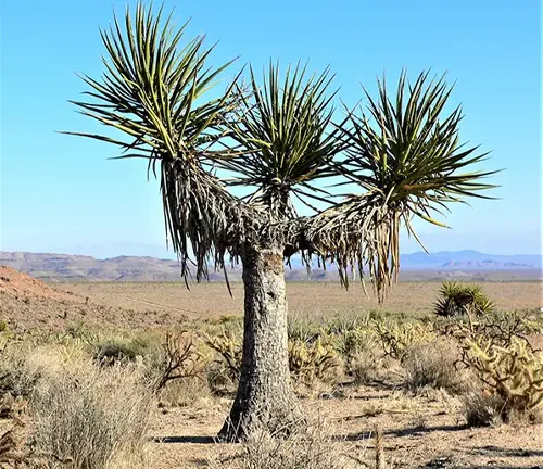 Yucca schidigera
(Mojave Yucca)