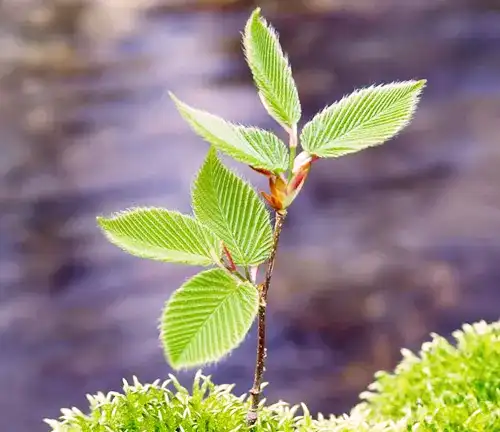 Cultivation and Care of Beech Tree