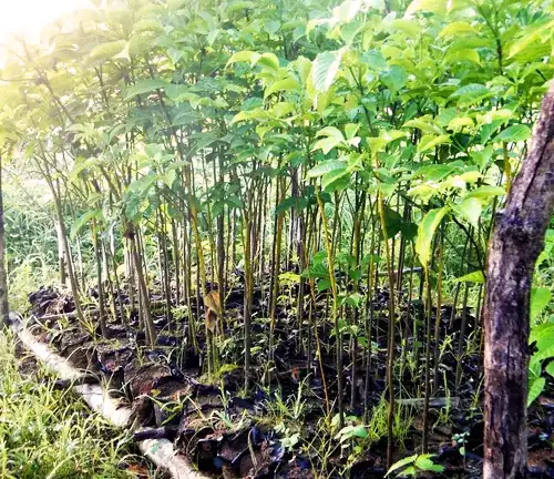 Cultivation and Care of Baobab Tree