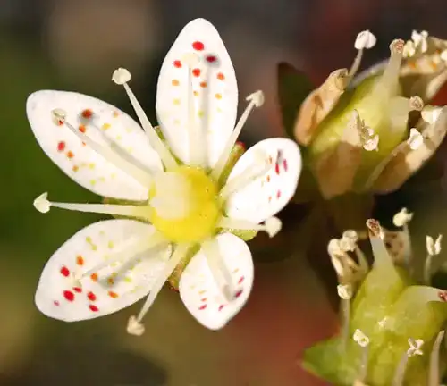 Micranthes odontoloma
(Toothedleaf Saxifrage)