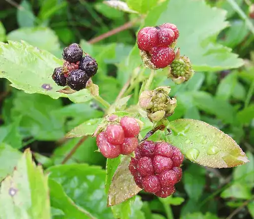 Running Swamp Dewberry
(Rubus hispidus)