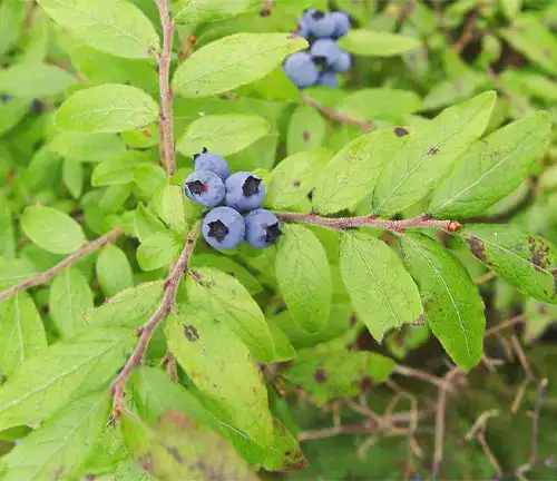Vaccinium myrtilloides
(Velvetleaf Blueberry)