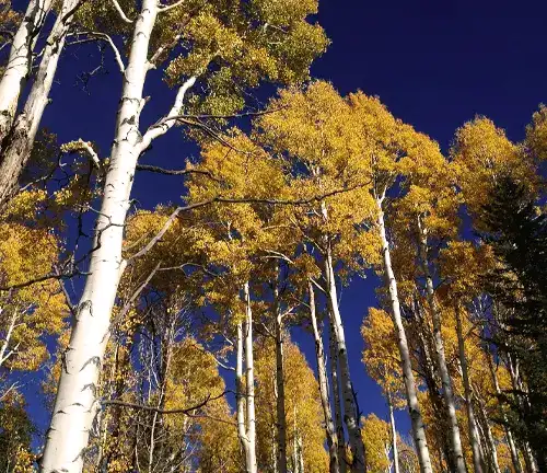 Aspen Tree