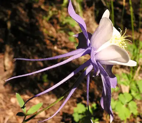 Blue Columbine
(Aquilegia coerulea)