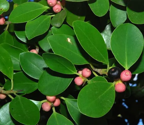 The image features a close-up view of a tree branch adorned with green, glossy, oval-shaped leaves and small, round berries. Some of the berries are pink, while others are black, creating a striking contrast against the green leaves. The background is dark and out of focus, which further accentuates the vibrant colors of the leaves and berries.
