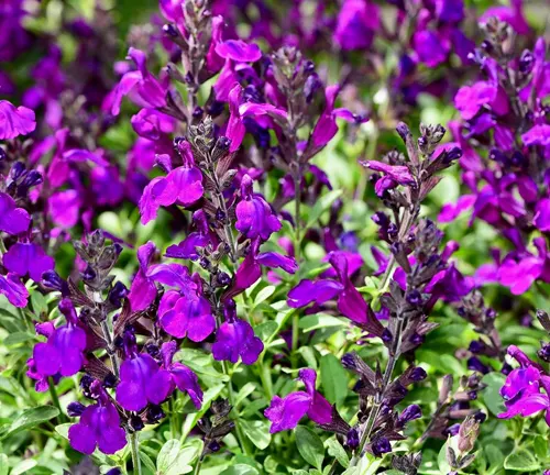 The image presents a close-up view of a cluster of purple flowers with green leaves. The flowers are a deep purple color, with a lighter purple center adding depth and contrast. The leaves are a bright green color, providing a vibrant backdrop for the flowers. The background, although blurred, reveals more flowers and leaves, suggesting a lush and thriving environment. This description aims to convey the intricate details and serene beauty of these purple flowers in their natural setting.