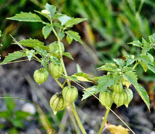 Physalis angulata
(Cutleaf Groundcherry)