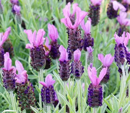Lavandula stoechas
(French Lavender)