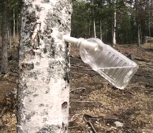Other Uses of Silver Birch Tree