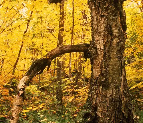 Cultural and Historical Significance of Yellow Birch Tree