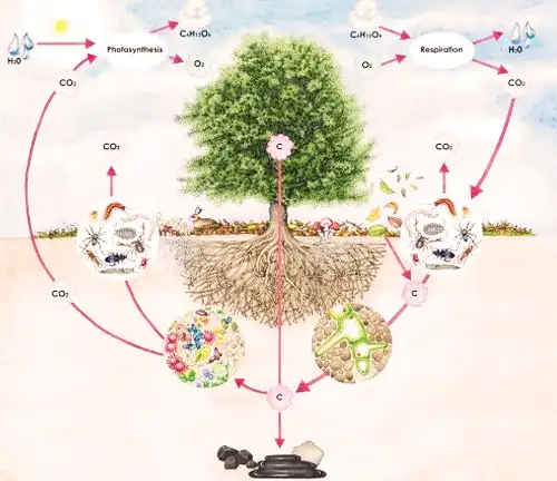 Life Cycle of Beech Tree