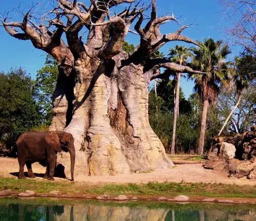 Elephant between Baobab Tree