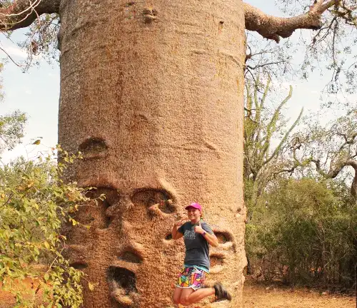 Big Madagascar Baobab Tree