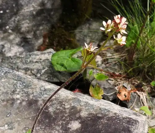 Micranthes tenuis
(Slender Saxifrage)