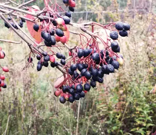 Blackhaw
(Viburnum prunifolium)