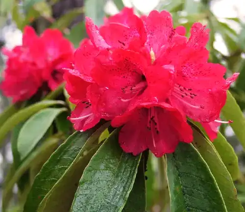 Rhododendron arboreum
(Tree Rhododendron)