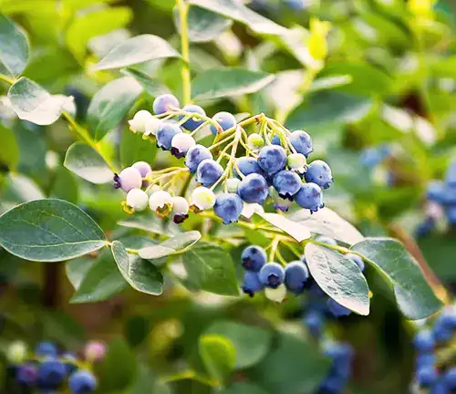 Vaccinium corymbosum
(Highbush Blueberry)