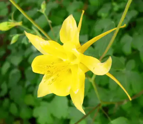 Golden Columbine
(Aquilegia chrysantha)