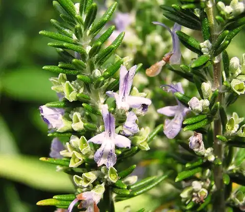 8 Reasons to Include Rosemary in the Garden - One Green Planet