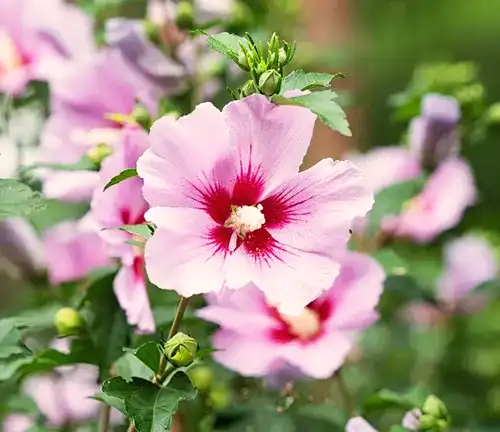 Hibiscus syriacus
(Rose of Sharon)