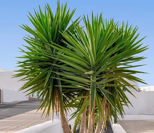Yucca aloifolia
(Spanish Bayonet)