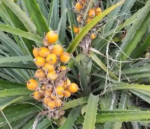Wild Pineapple (Ananas nanus)
