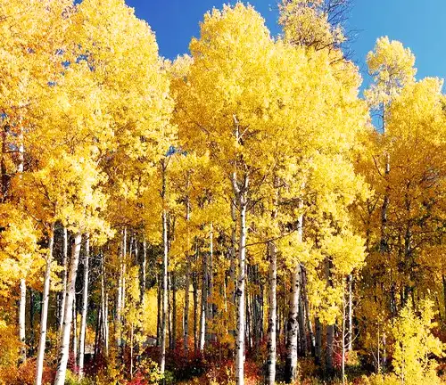 Benefits of Yellow Birch Tree