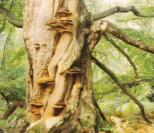 Cultural and Historical Significance Beech Tree
