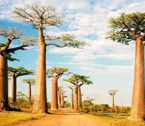 Cultural and Historical Significance of Baobab Tree