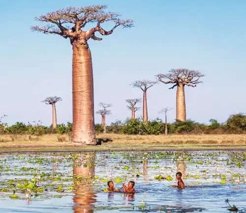 Tall African Baobab Tree