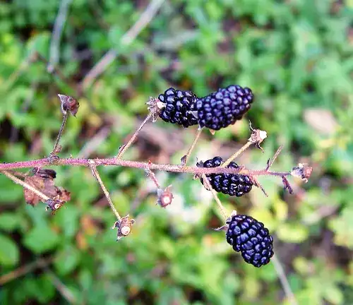 Allegheny Dewberry
(Rubus allegheniensis)