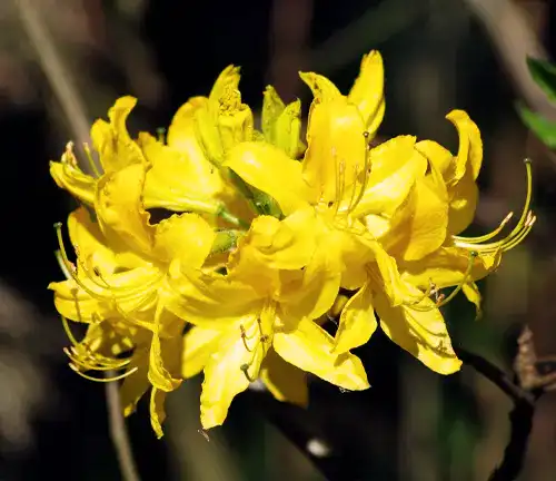 Rhododendron luteum
(Pontic Azalea or Yellow Azalea)